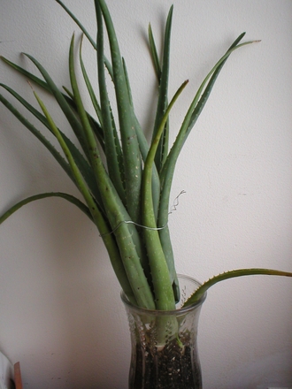 P8120006.jpg (Aloe vera)