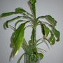 Dracaena deremensis