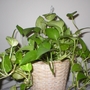 Philodendron scandens
