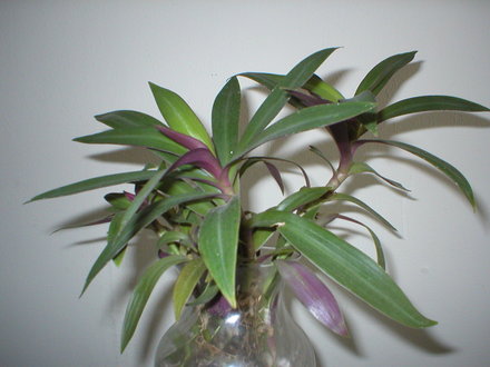Moses in the Boat (Tradescantia spathacea)