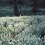 The snowdrop Grove