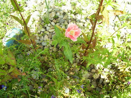 A garden flower photo