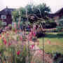 Angels fishing rod (Dierama pulcherrimum)