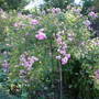 Poolpollution_Autumn_2007_013.jpg