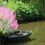 Boat_centranthus