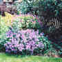 Hardy_geranium