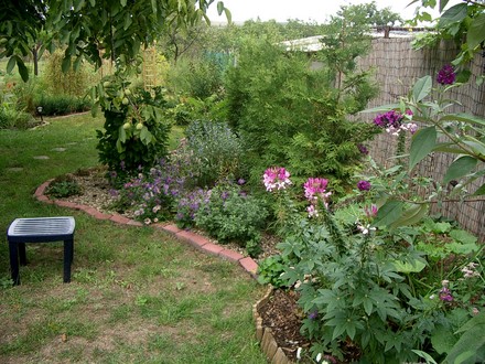 Summer 2007 back garden