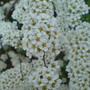 Spiraea prunifolia (Bridalwreath Spiraea)