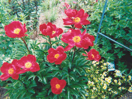 Peony (Paeonia)