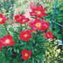 Peony