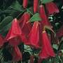 Lapageria rosea