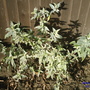 Buddleja davidii (Butterfly bush)