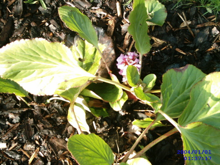 Elephant Ear`s! (Bergenia cordifolia (Elephant's ears))