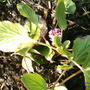Bergenia cordifolia (Elephant's ears)