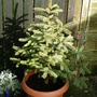 A garden flower photo