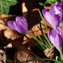 Crocus by the canal