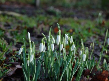 Snowdrops