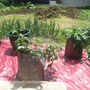 killing weeds