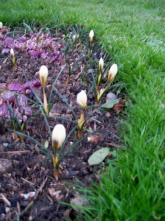 crocus_trellis_bed.jpg (Crocus chrysanthus (Crocus))