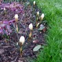 crocus_trellis_bed.jpg (Crocus chrysanthus (Crocus))