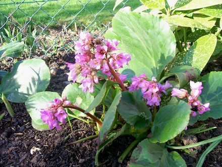 elephants_ears_feb08.jpg (Bergenia cordifolia (Elephant's ears))