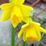 narcissus