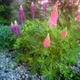 Lupinus angustifolius (Blue Lupin)