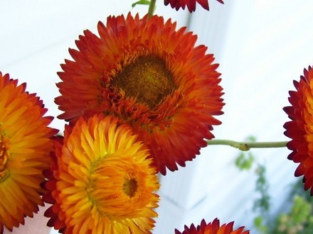 A garden flower photo