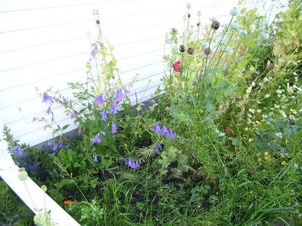 A garden flower photo