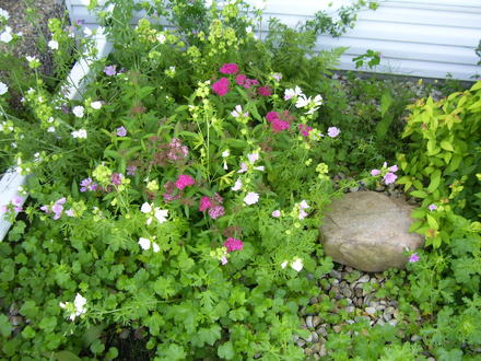 A garden flower photo