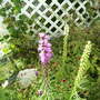 Liatris (Liatris spicata (Gayfeather))