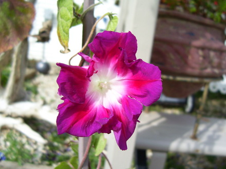 Sunrise Serenade, (Morning Glory)