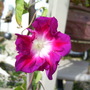 Sunrise Serenade, (Morning Glory)