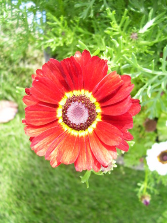 A garden flower photo