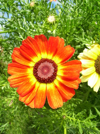 A garden flower photo