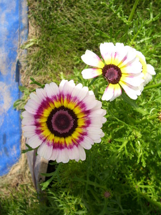 A garden flower photo