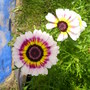 A garden flower photo