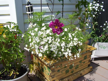 A garden flower photo