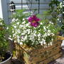 A garden flower photo