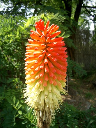 IMGP2986.jpg (Kniphofia uvaria (Red Hot Poker))