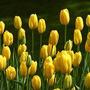 Yellow_tulips