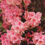 Rhododendron ponticum