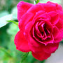 Flower_roses