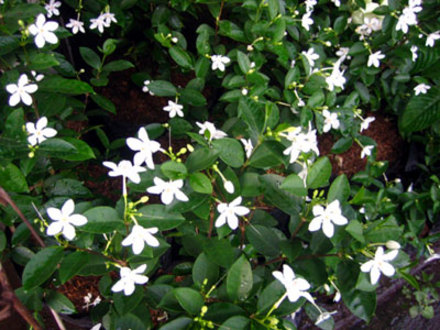 sampaguita (Jasminum sambac (Sampaquita))
