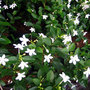 Jasminum sambac