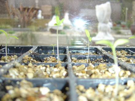 Tomato seeds
