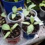 Baby Datura