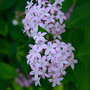 Santan