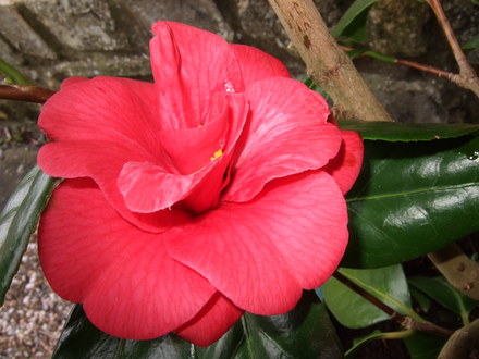First flower this year. (Camellia japonica (Camellia))