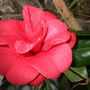 First_camellia_flower